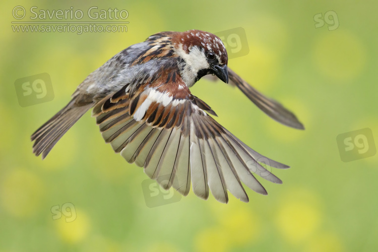 Italian Sparrow, leucistic adult male in flight