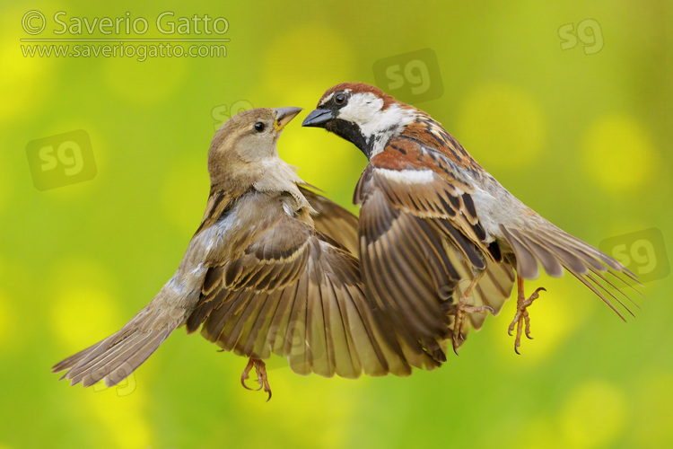 Italian Sparrow, adult male and female fighting in flight