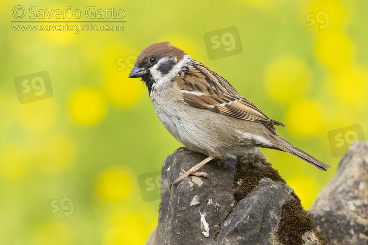 Eurasian Tree Sparrow, side view of  an adult standing on a rock