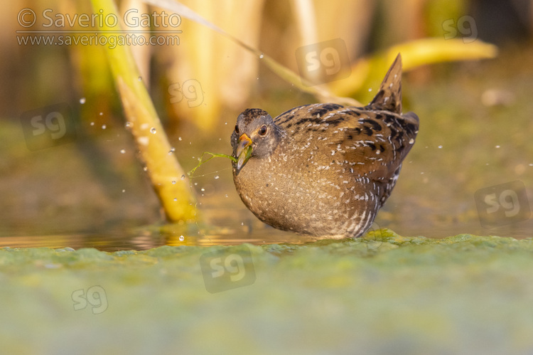 Spotted Crake