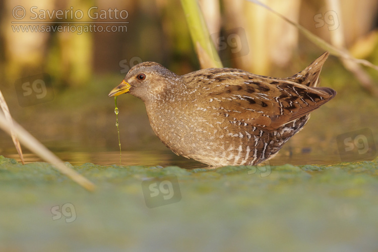 Spotted Crake, side view of an individual in a swamp