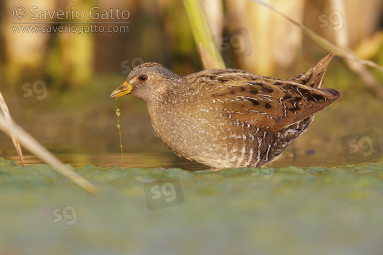 Spotted Crake