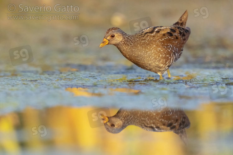 Spotted Crake, side view of an individual in a swamp