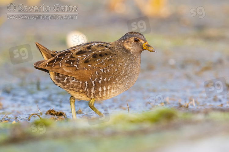 Spotted Crake