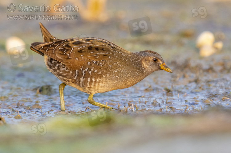 Spotted Crake, side view of an individual in a swamp
