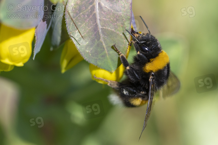 Bumblebee, adult on a honeywort flower