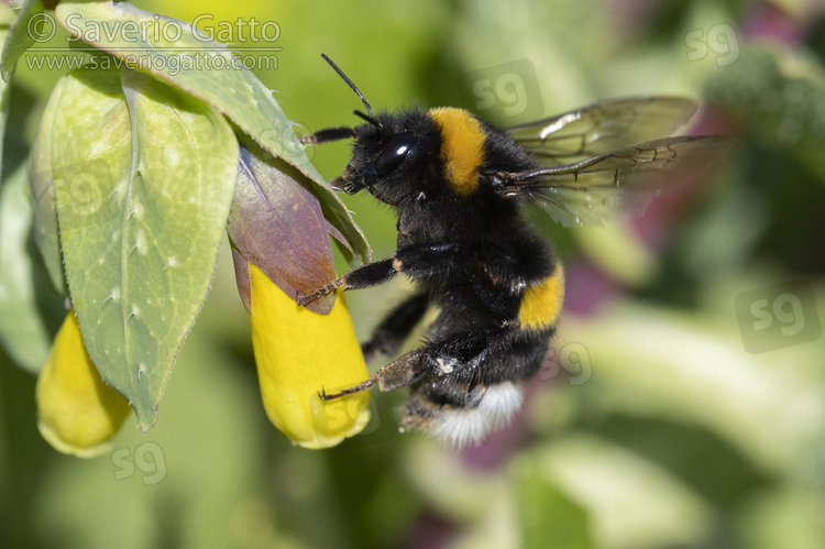 Bumblebee, adult on a honeywort flower