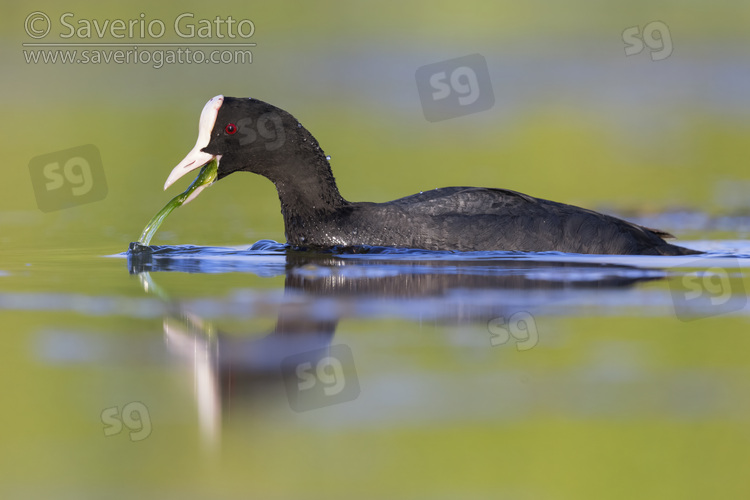 Eurasian Coot, side view of an adult feeding on plants