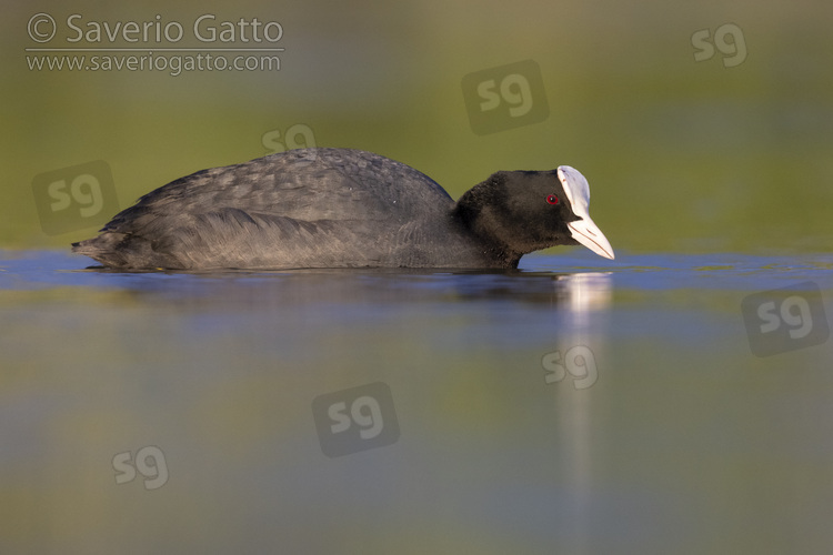 Eurasian Coot, side view of an adult swimming