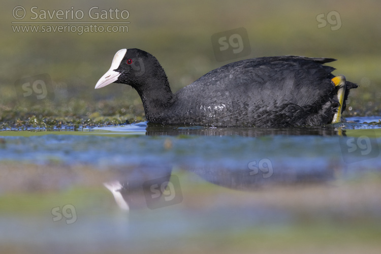 Eurasian Coot, side view of an adult swimming