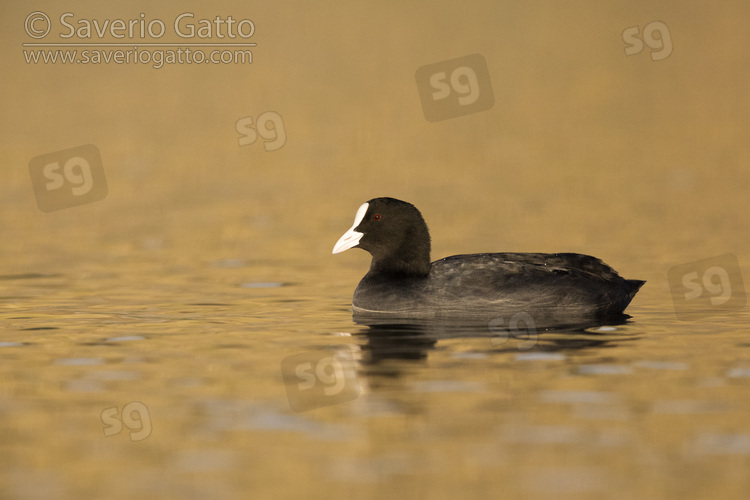 Folaga, adulto in un lago con riflessi dorati sull'acqua