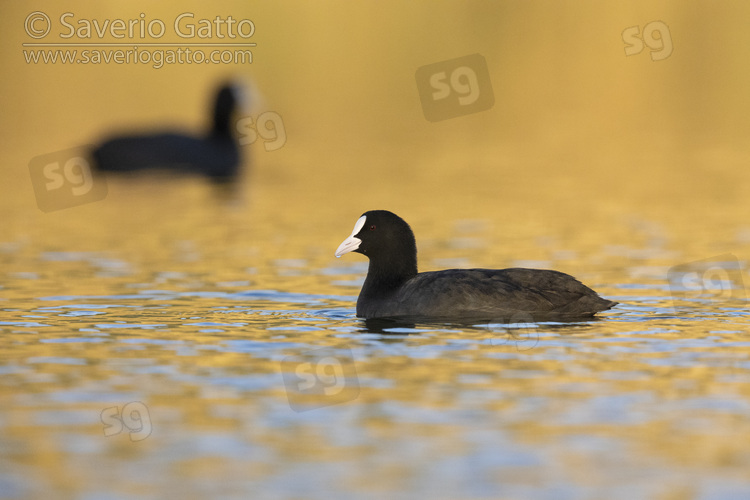 Folaga, adulti in un lago al tramonto