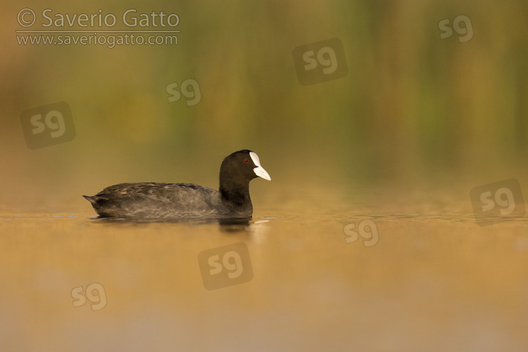 Eurasian Coot, side view of an adult swimming