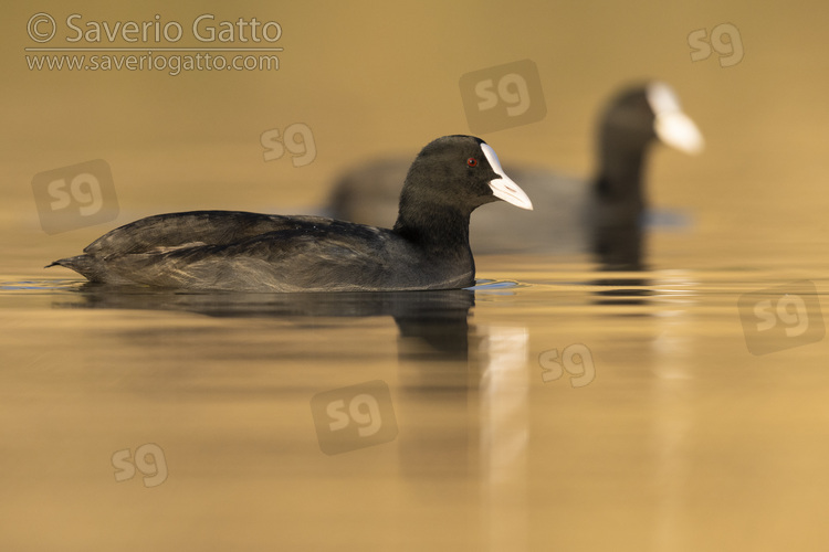 Folaga, adulti in acqua con riflessi dorati