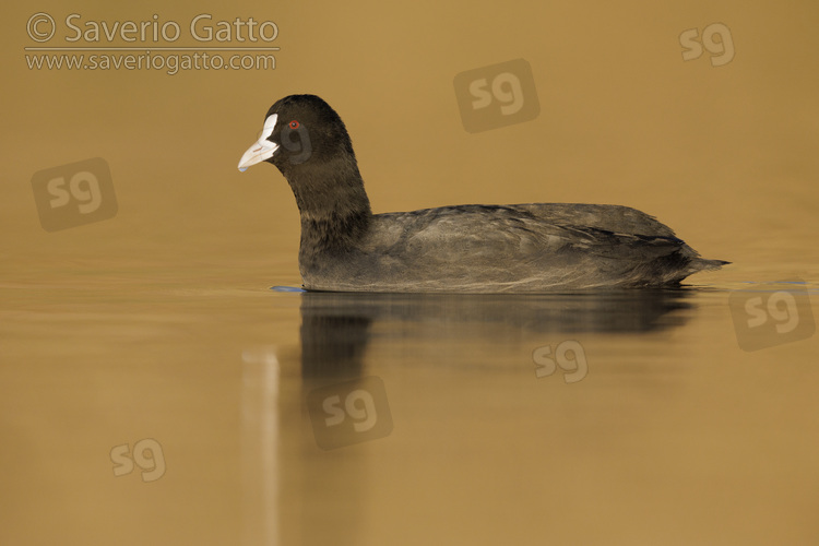 Eurasian Coot, side view of an adult swimming