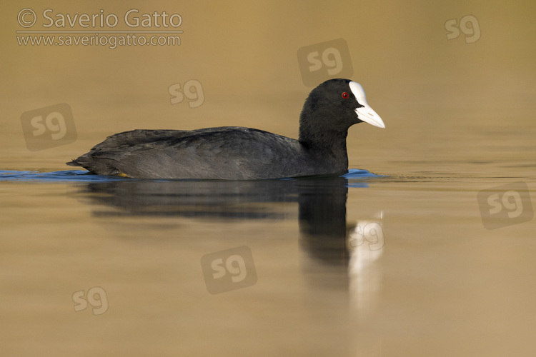 Eurasian Coot, side view of an adult swimming