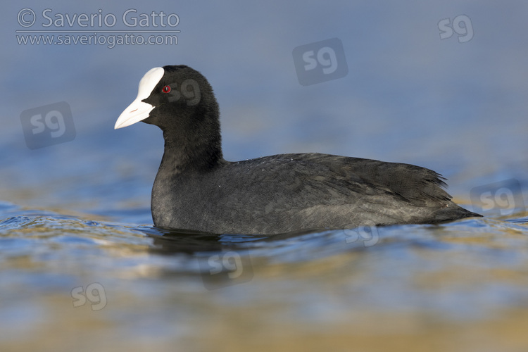 Eurasian Coot, side view of an adult swimming