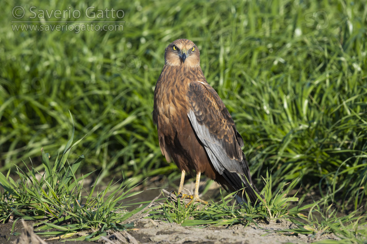 Marsh Harrier, adult male standing on the ground