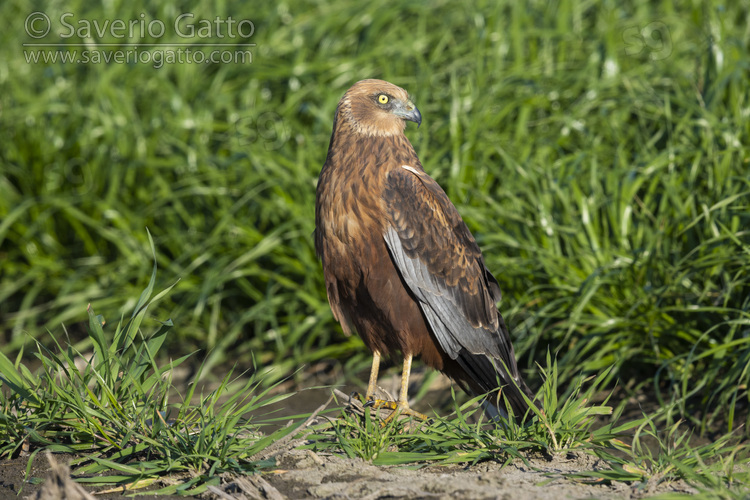 Marsh Harrier, adult male standing on the ground