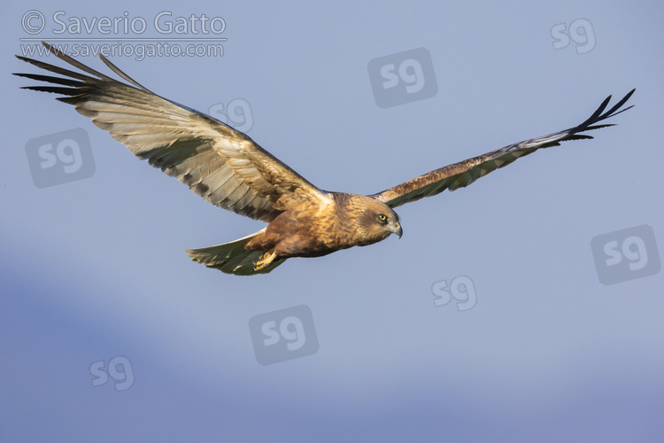 Marsh Harrier, adult male in flight