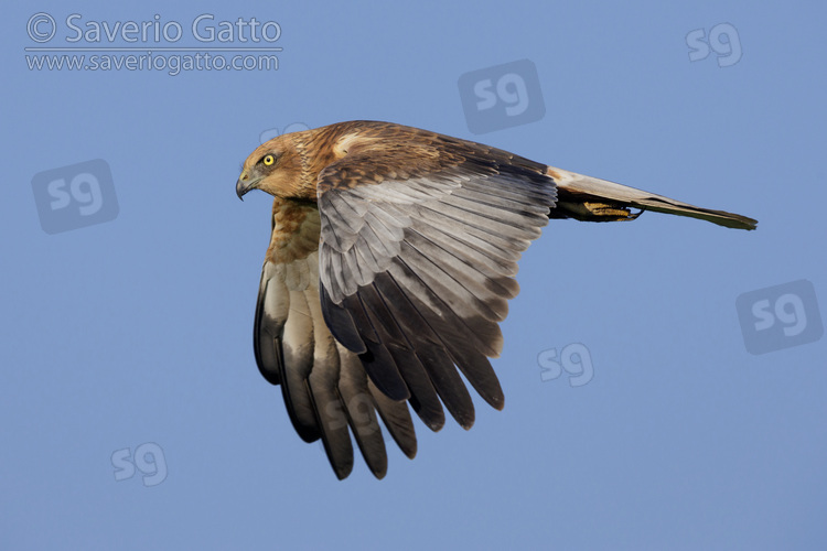 Marsh Harrier, side view of an adult male in flight