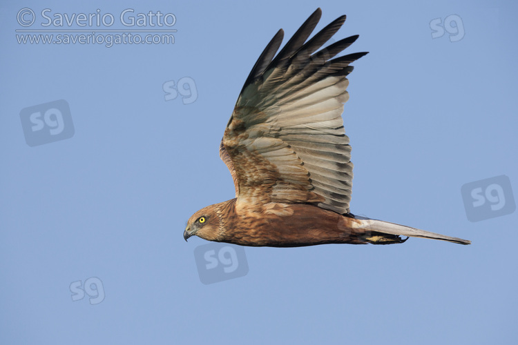 Marsh Harrier, side view of an adult male in flight