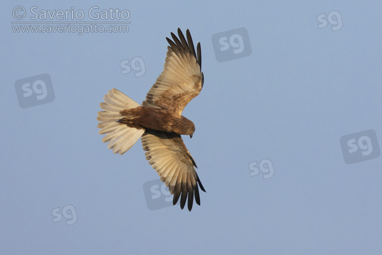 Marsh Harrier, adult male in flight seen from below