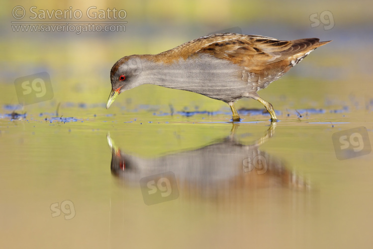 Little Crake