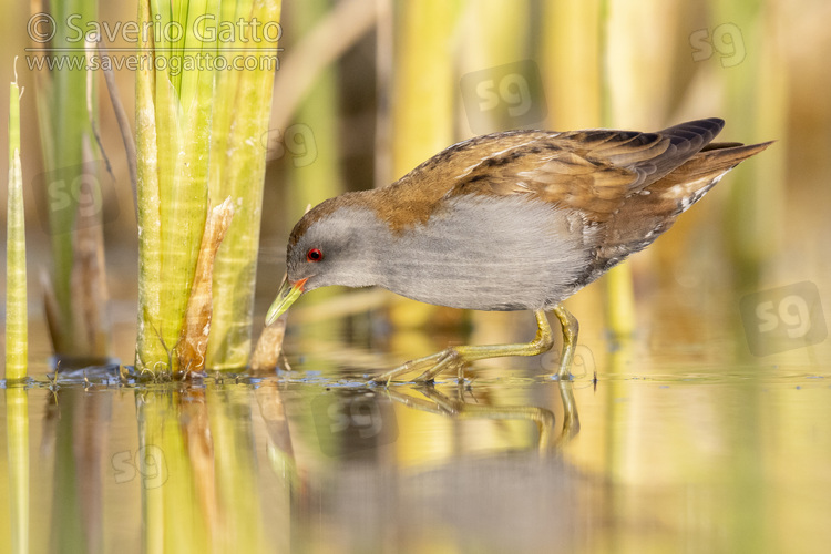 Little Crake