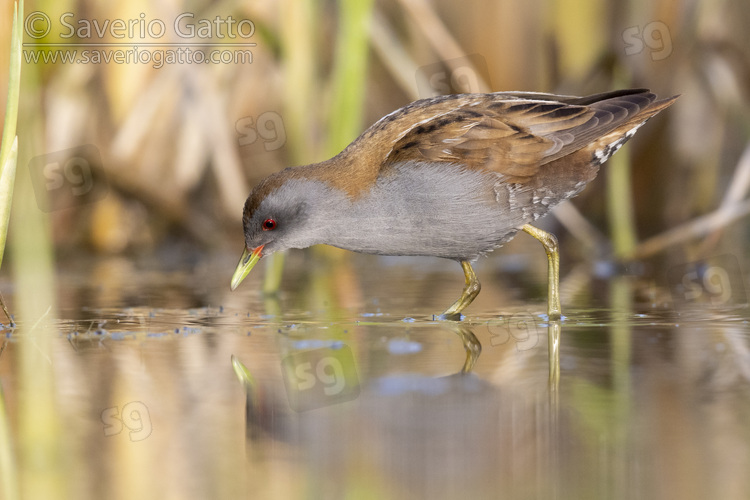 Little Crake