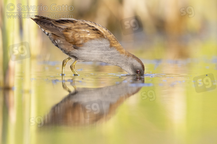 Little Crake, side view of an adult male looking for food in the water