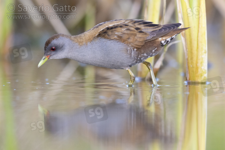 Little Crake, side view of an adult male standing in the water