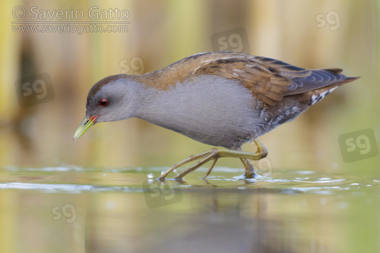 Little Crake, side view of an adult male walking in a marsh