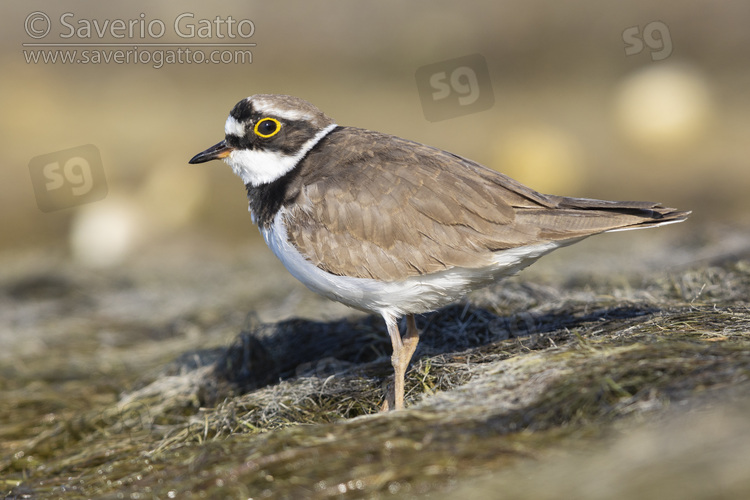 Little Ringed Plover, side view of an adult standing on the ground