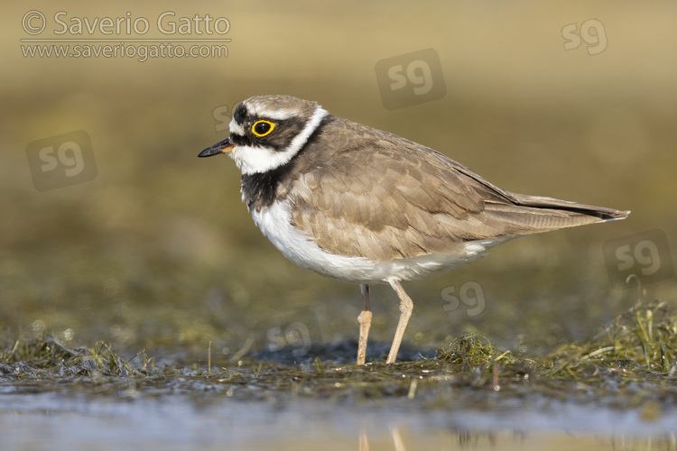 Little Ringed Plover, side view of an adult standing on the ground