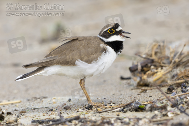 Little Ringed Plover, side view of an adult singing