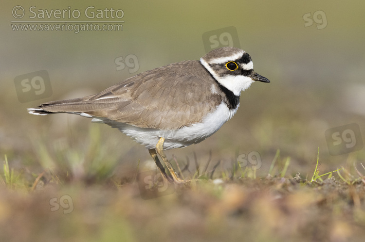 Little Ringed Plover, side view of an adult female standing on the ground