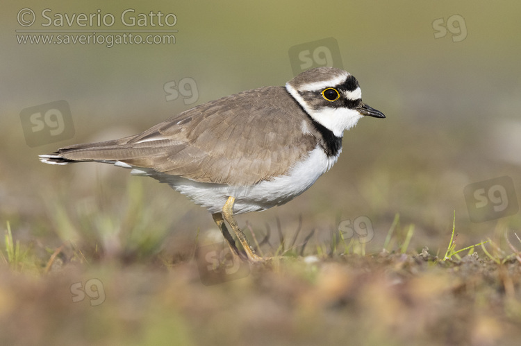 Little Ringed Plover