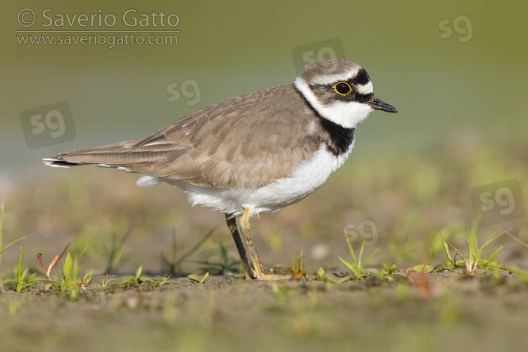 Little Ringed Plover, side view of an adult female standing on the ground