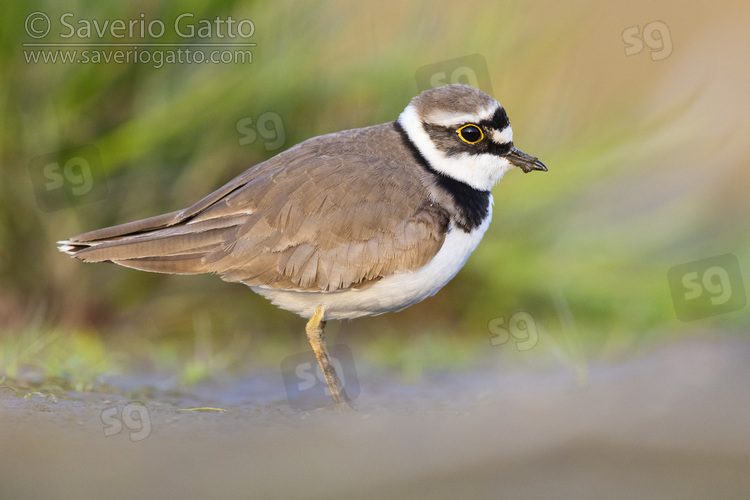 Little Ringed Plover