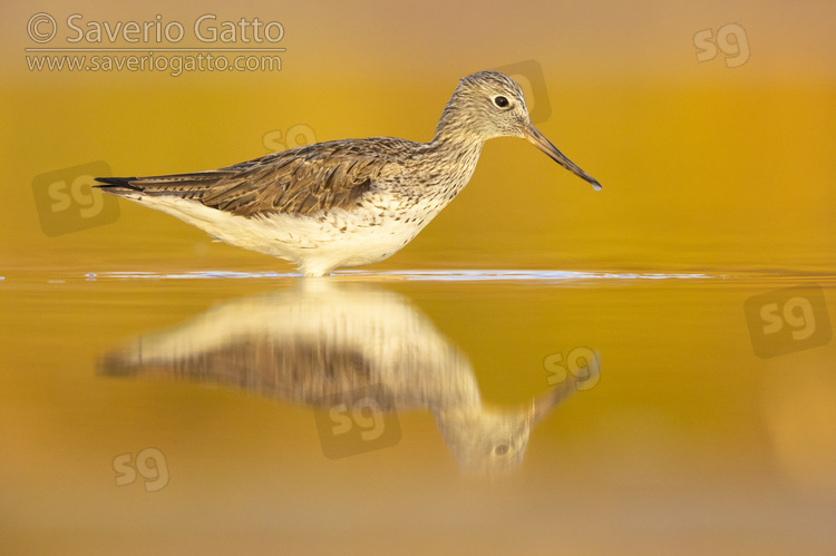 Greenshank, side view of an adult standing in the water