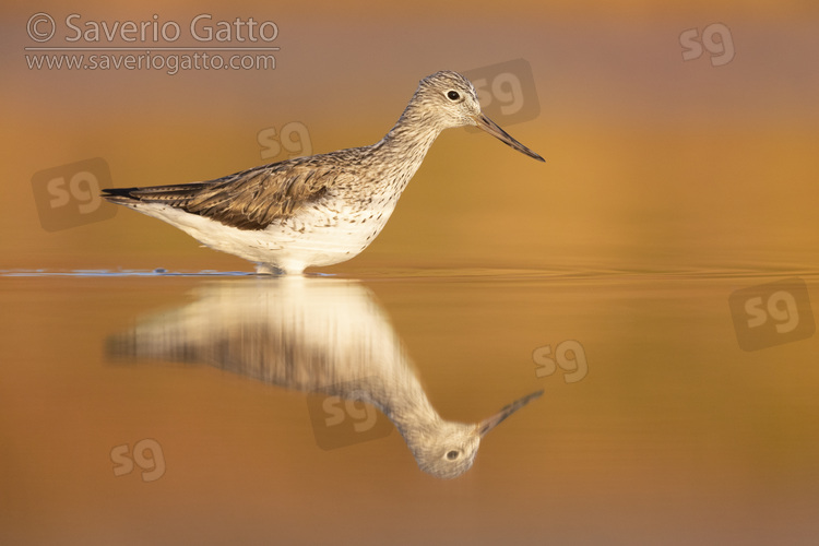 Greenshank, side view of an adult standing in the water