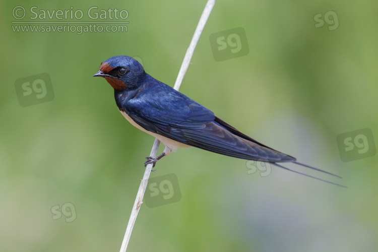 Barn Swallow, side view of an adult male perched on a reed