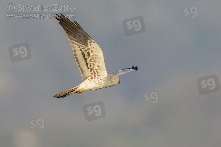 Montagu's Harrier, adult male in flight seen from below