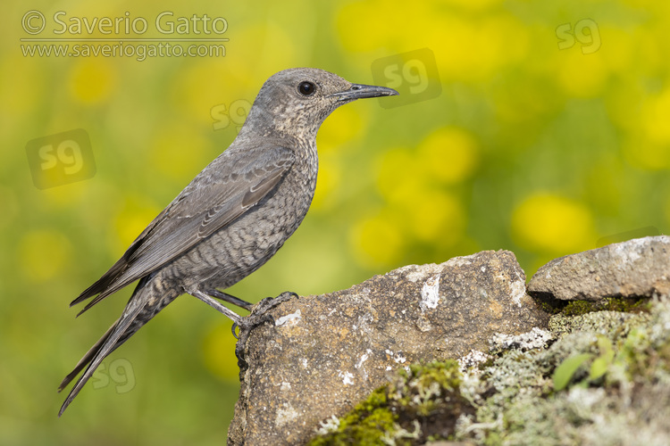 Blue Rock Thrush, side view of an adult female perched on a rock