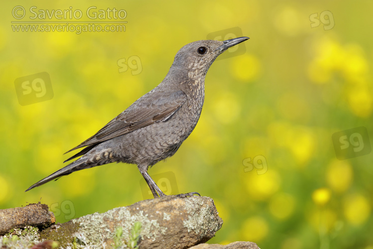 Blue Rock Thrush, side view of an adult female perched on a rock