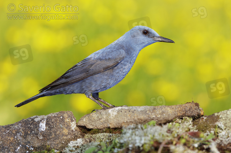 Blue Rock Thrush, side view of an adult male perched on a rock