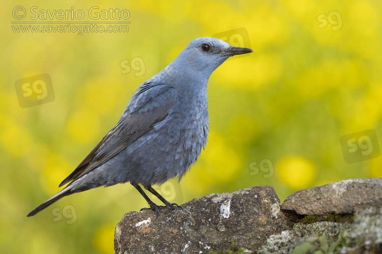 Blue Rock Thrush, side view of an adult male perched on a rock