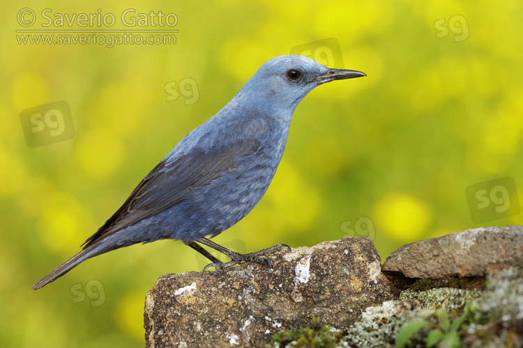 Blue Rock Thrush, side view of an adult male perched on a rock