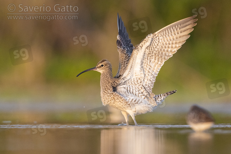 Eurasian Whimbrel, side view of an adult standing in the water with opened wings